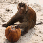 Coconuts Puzzle