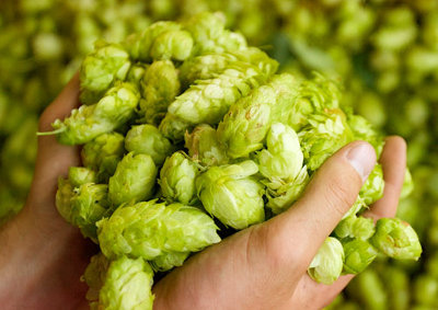 hops